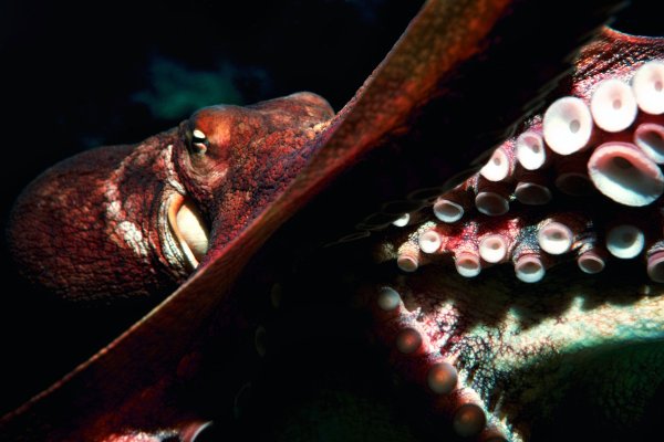 Kraken 5 at